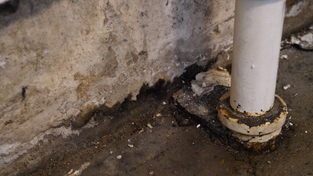 Basement-Wall-Mold-Oregon